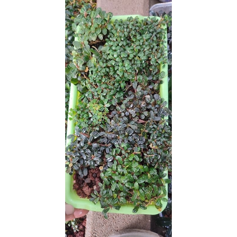 bucephalandra super mini