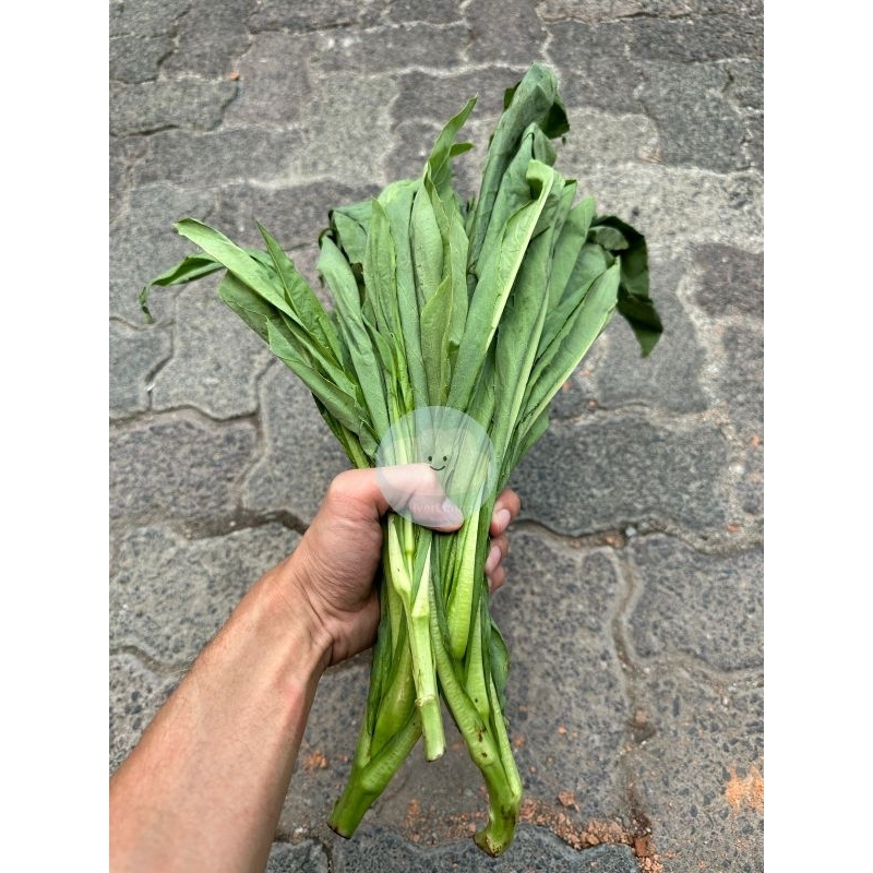 

FUMAK LOKAL / SAYUR FUMAK / MAKANAN KURA DARAT/TORTOISE