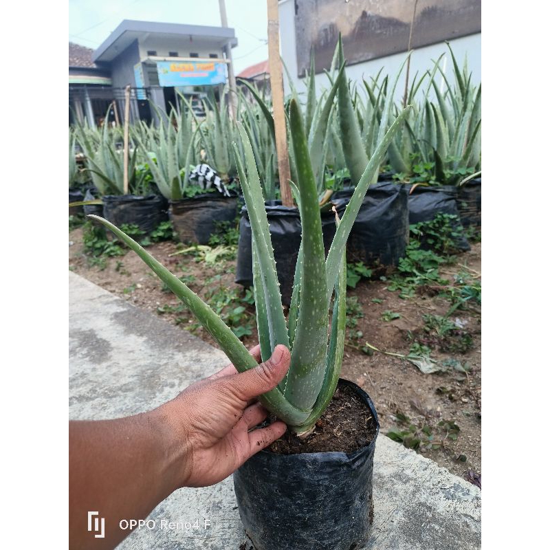 bibit lidah buaya barbadensis