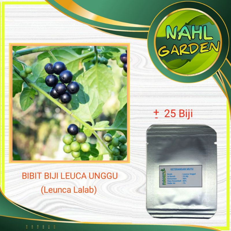 BIBIT BIJI LEUNCA (Leunca Lalab)