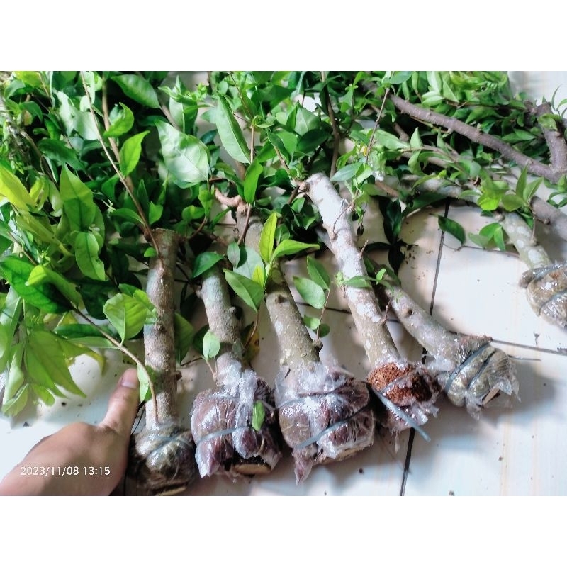 bahan bonsai anting putri cangkok