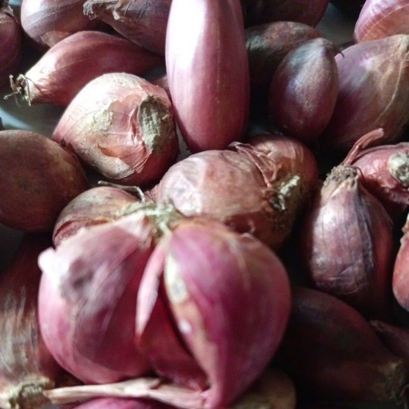 

bawang merah