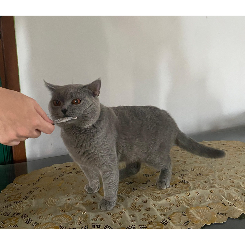 british short hair (BSH)