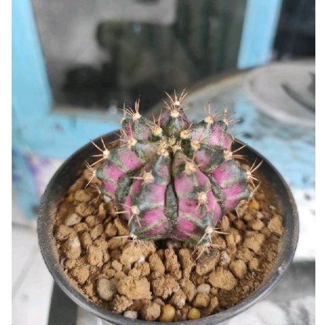 kaktus cactus t lux hybrid gymno miha hybrid