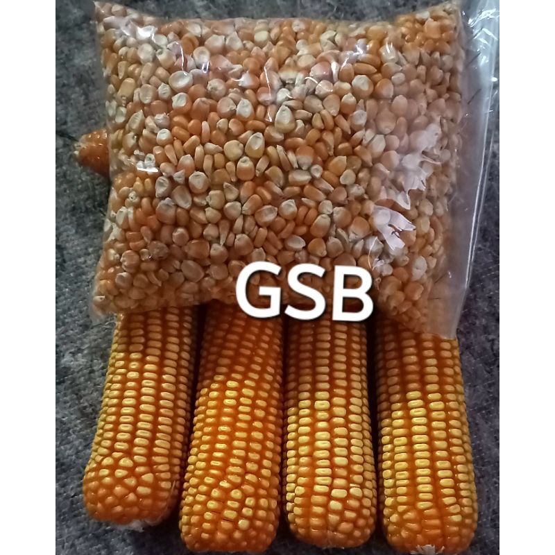 

Jual jagung unggul pilihan 1 kg