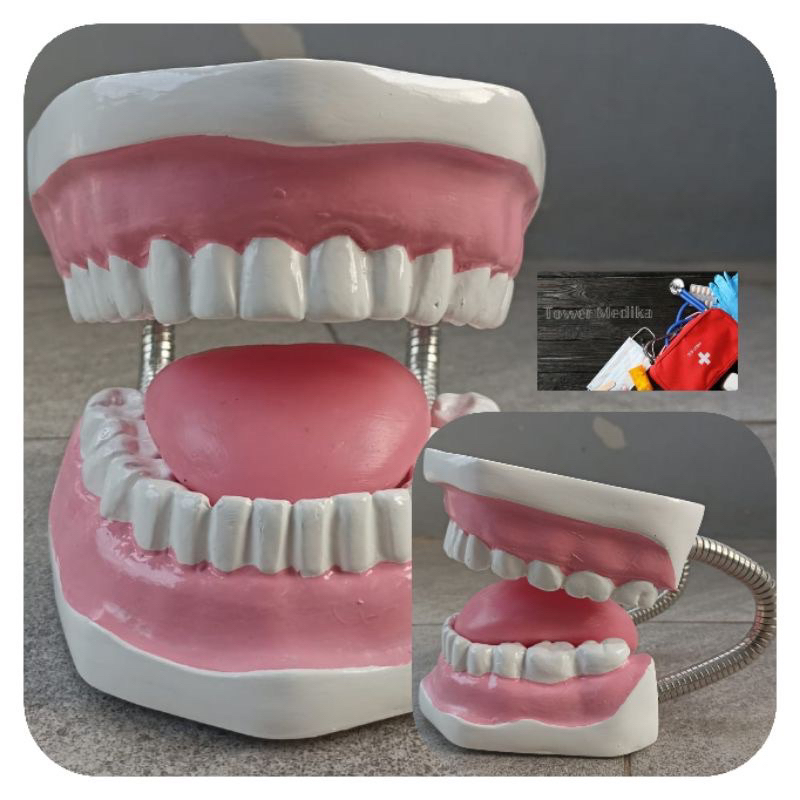 MANIKIN gigi anak phantom / Phantom Manikin Gigi Anak / edukasi demontrasi