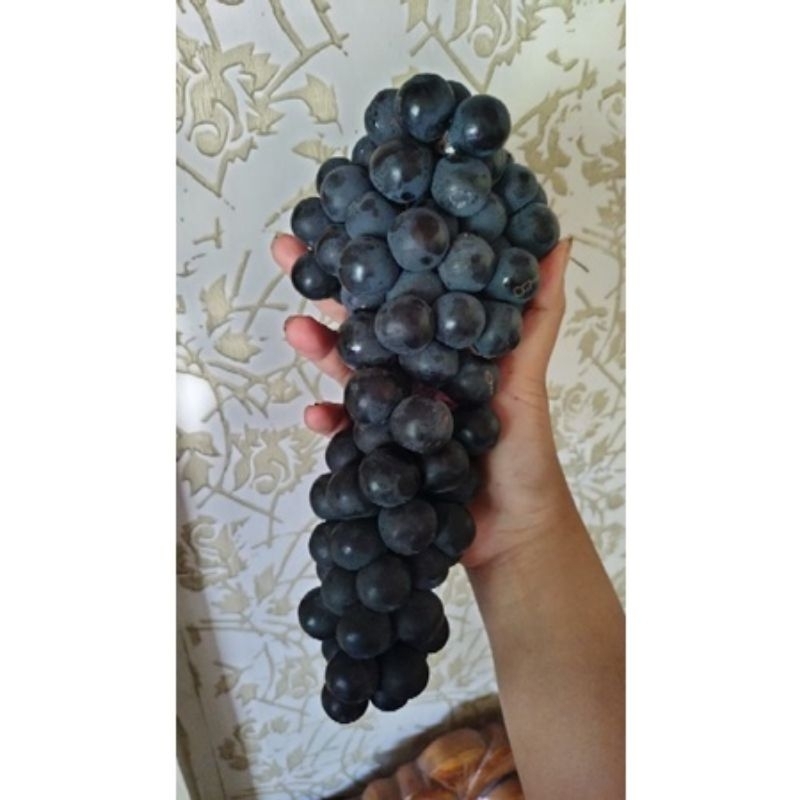 

anggur bali Indonesia kemasan 500 gram