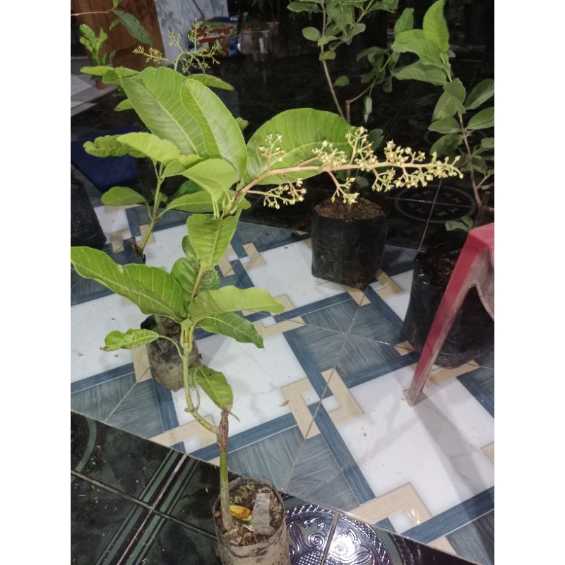 bibit mangga kiojay sudah berbunga super lebat