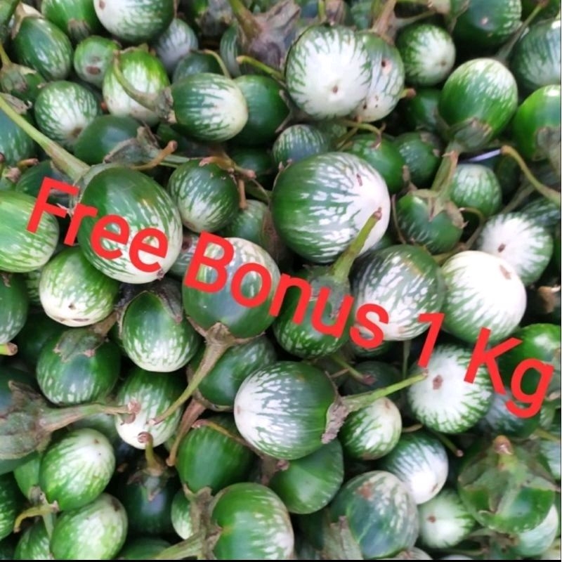 

Terong Hijau uk ½ kg + Gratis Bonus