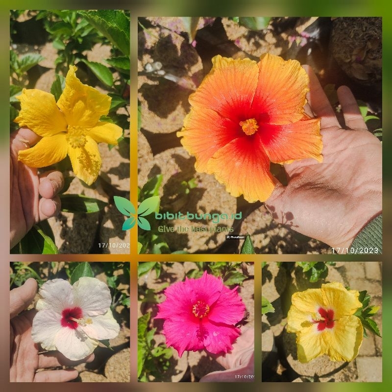 Tanaman hias bunga Sepatu Bangkok. Hibiscus Bangkok