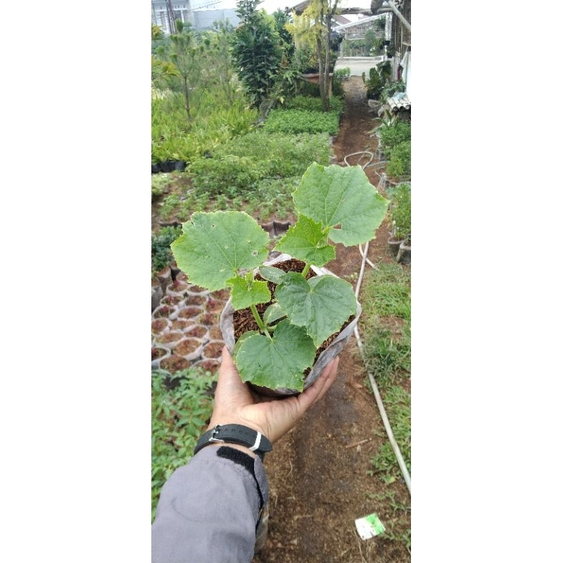 BIBIT TIMUN / BIBIT KETIMUN / BIBIT MENTIMUN