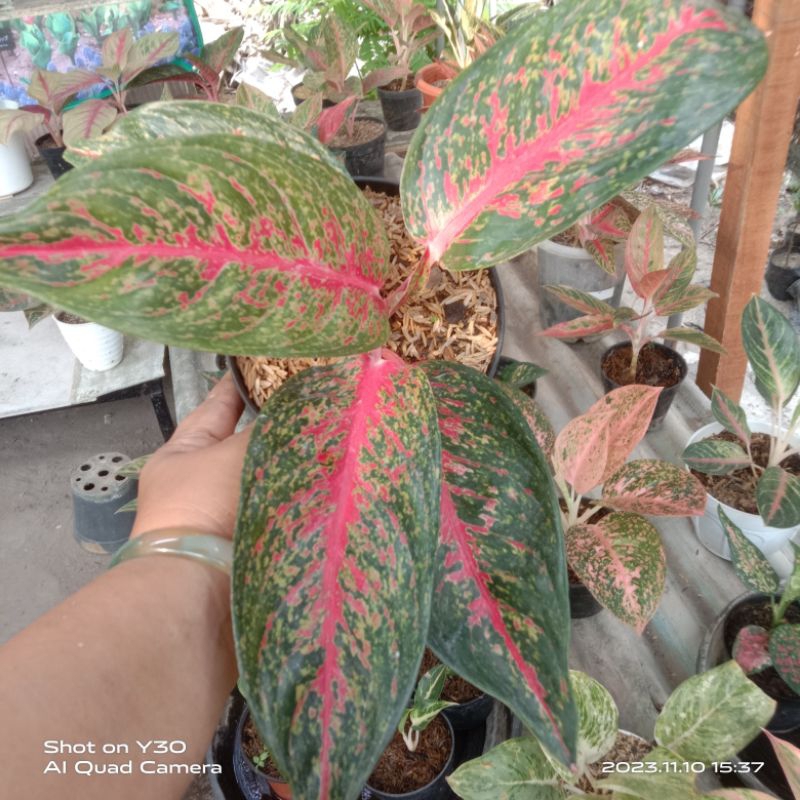 aglo hot lady rasa hot flaming