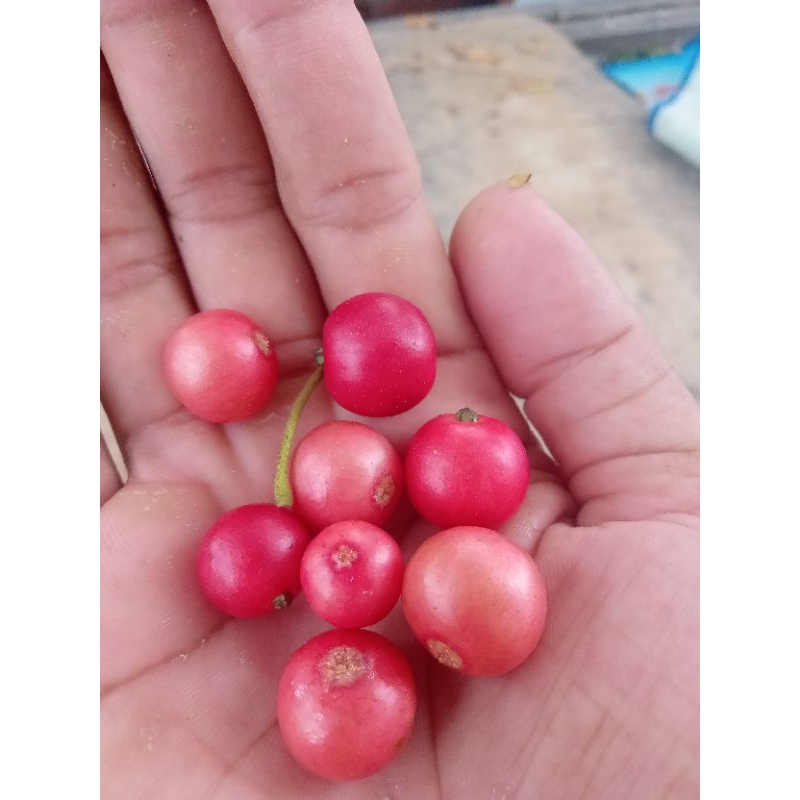 

Buanh kersen segar langsung petik