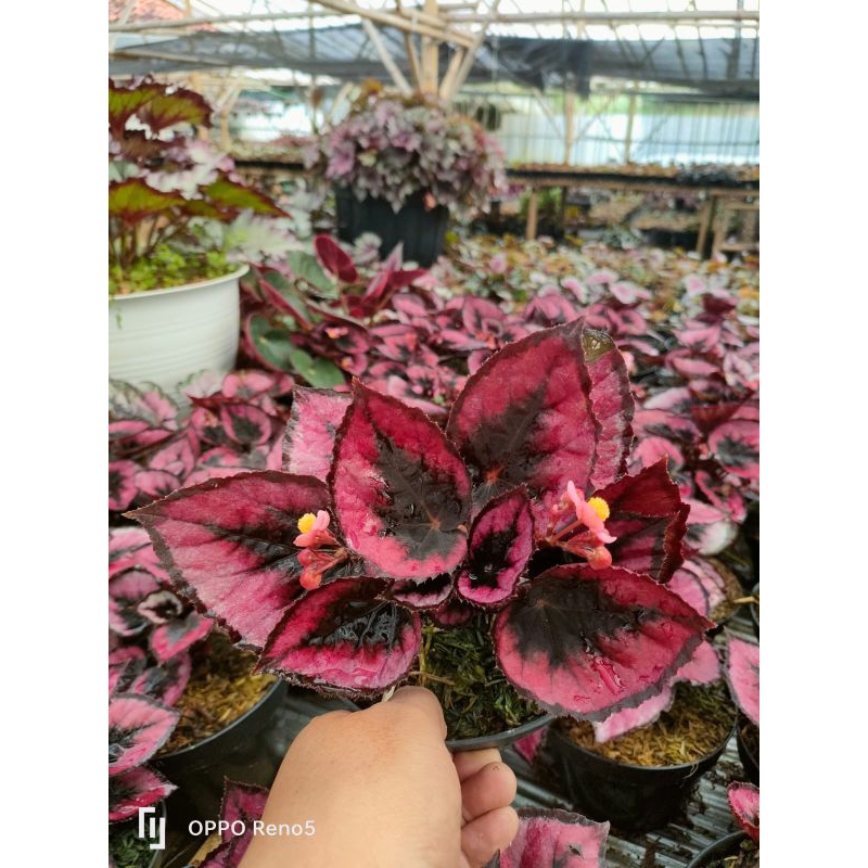 tanaman hias begonia red chili