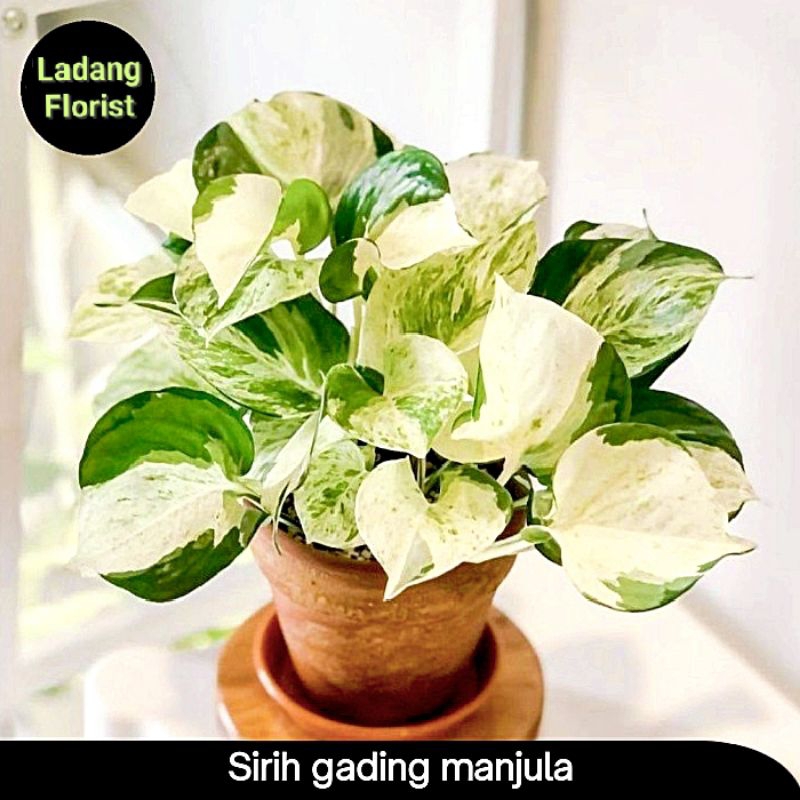 Tanaman Hias Sirih Varigata Manjula Sirih Gading Manjula