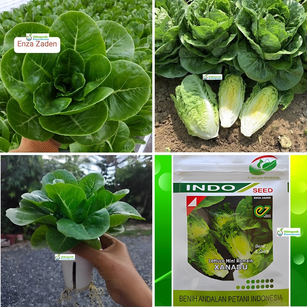 Benih Selada Lettuce Mini Romaine XANADU Isi 5 Gram Indogreen Indoseed Enza Zaden