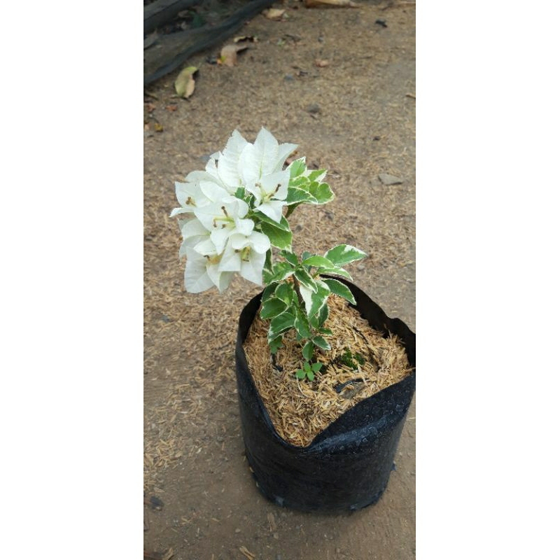bugenvil varigata putih