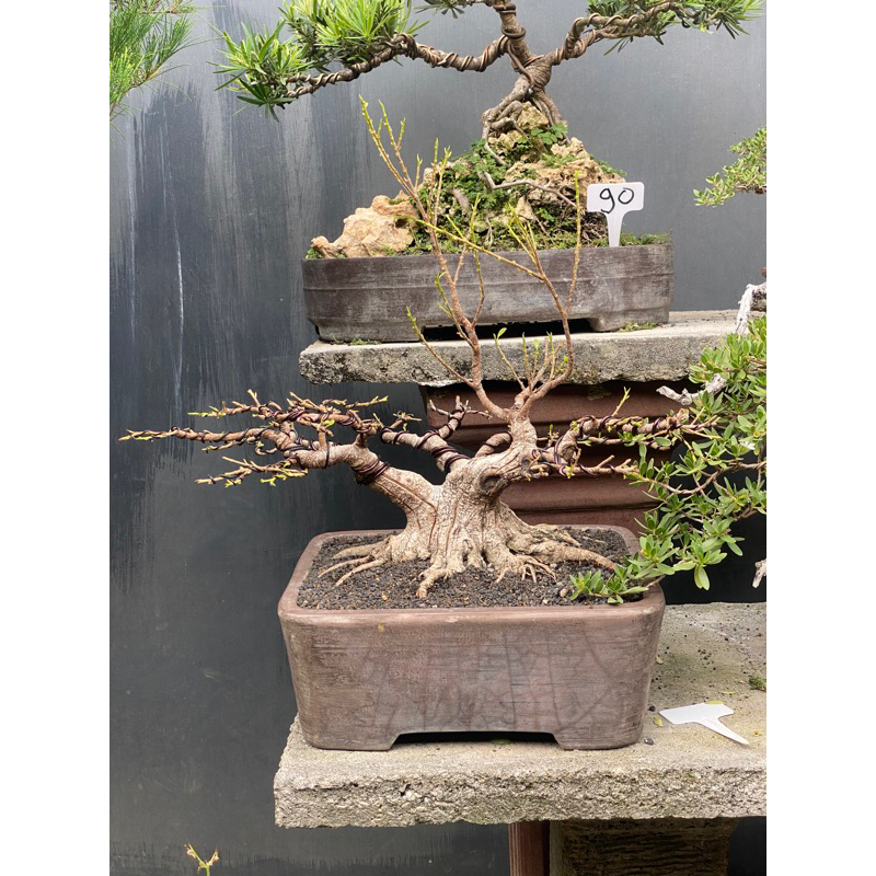 bonsai kimeng prospek