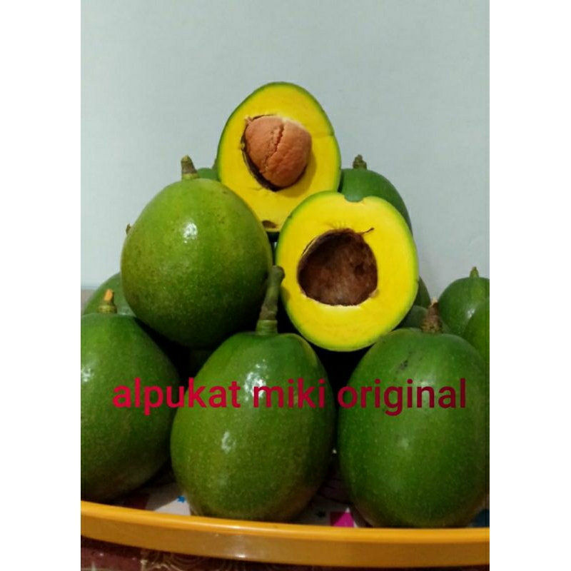 bibit alpukat jenis miki original hasil okulasi