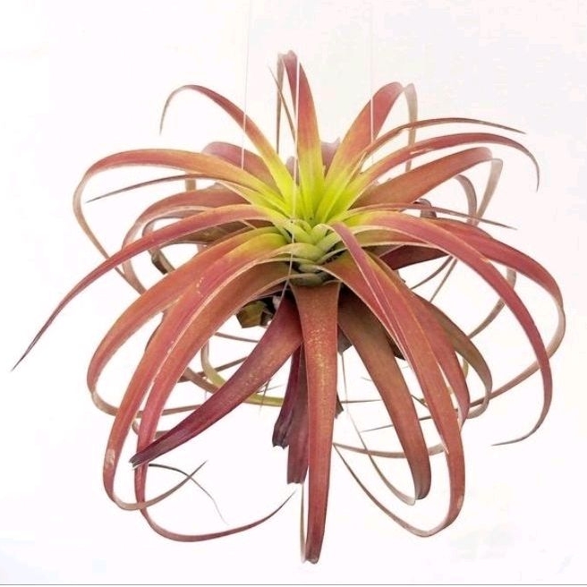 Tillandsia Love Knot (Capitata x Streptophylla)