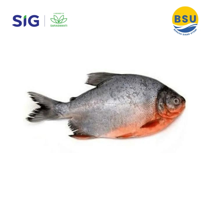 

Ikan Bawal