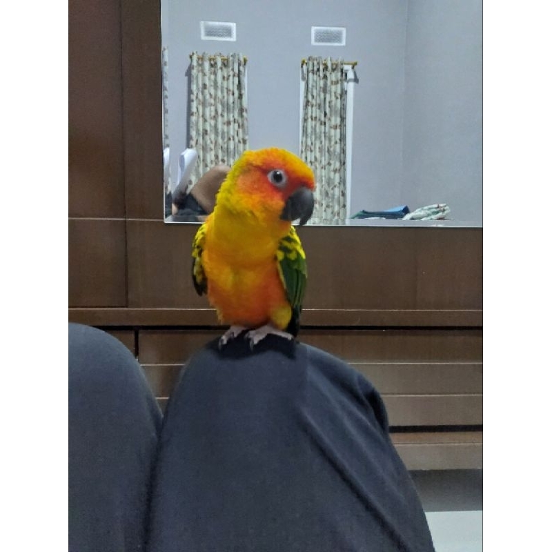 Burung Sunconure yellow Jitot