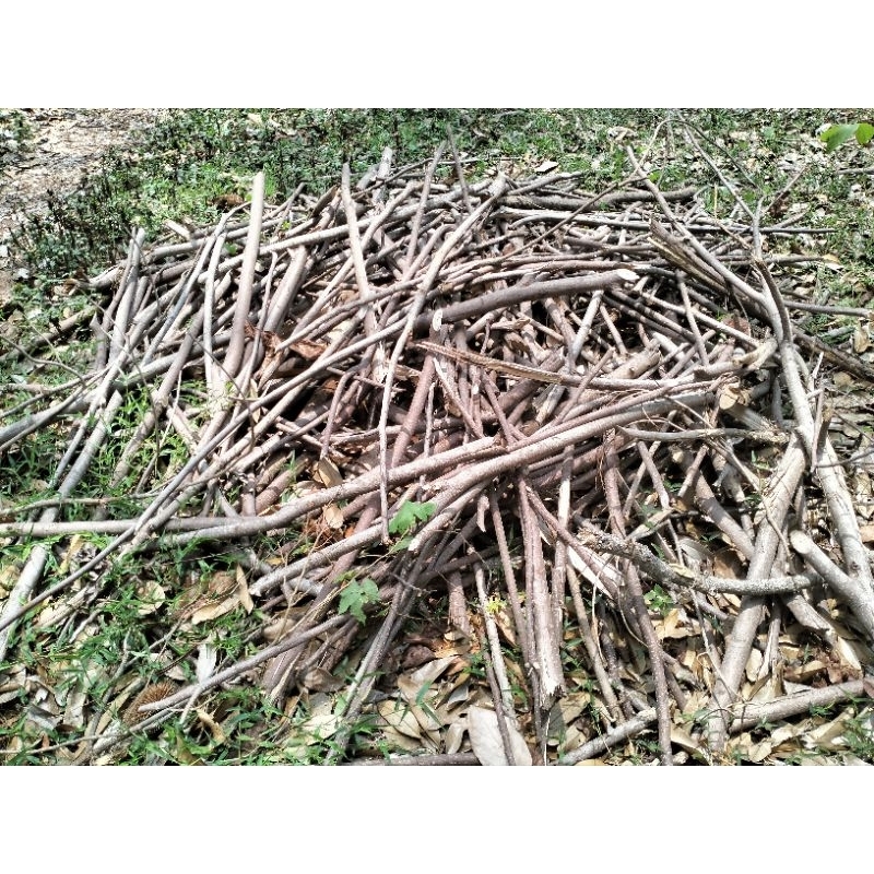 

kayu bakar untuk kemah/ kayu pohon sengon/ kayu pohon durian 1 ikat