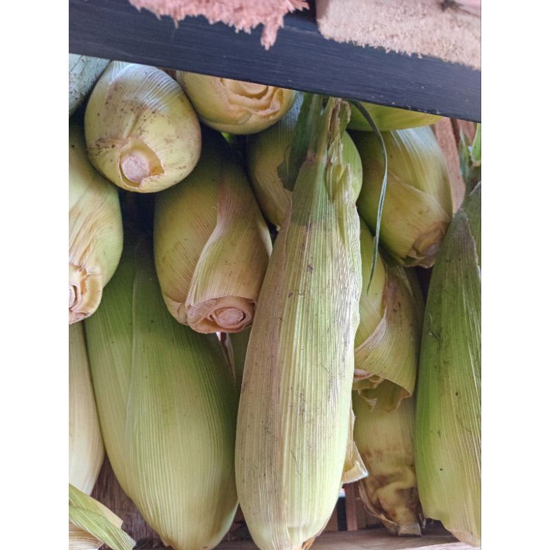 

Jagung Manis 1 pc