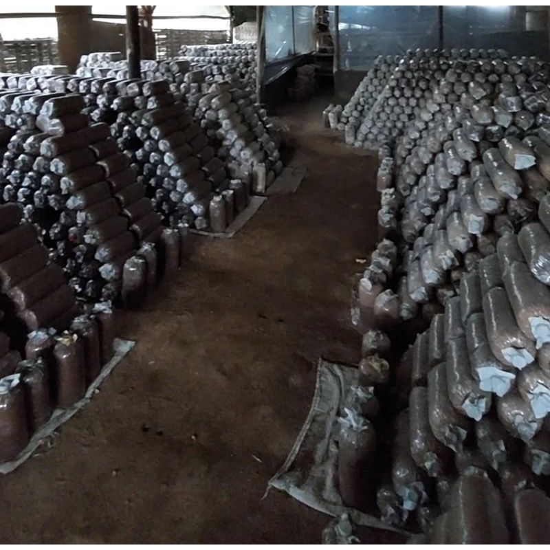 media tanam jamur tiram