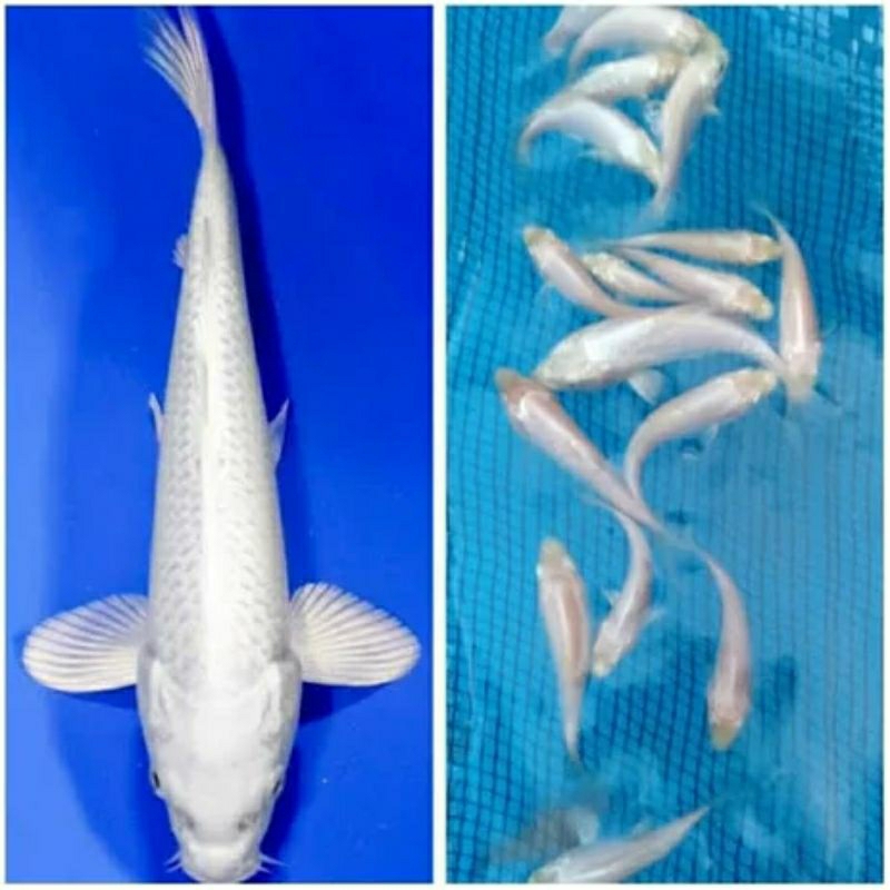 Paket Koi Platinum Ukuran 5-7cm Ready stok Random Prekor