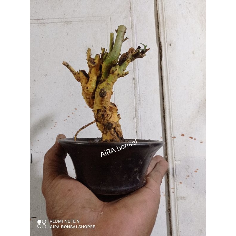 bahan bonsai serut dongkelan mame
