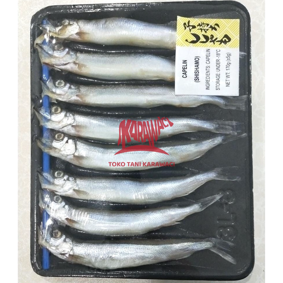 

QLDK0353 STAR Ikan Capelin / Shisamo Fish - PREMIUM