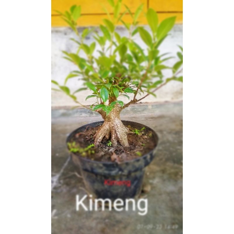Bahan Bonsai Kimeng Mame & Small