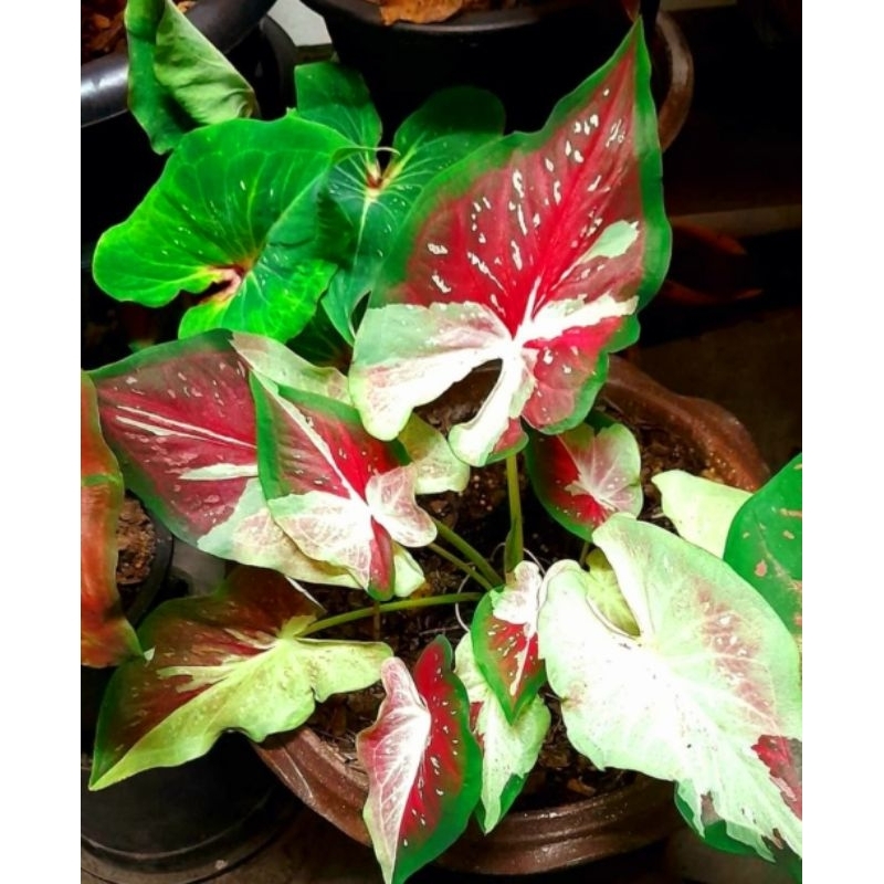 Keladi Hias Noppakaw Tanaman Hias Keladi Murah Meriah / Keladi Merah Noppakaw Bunga Hidup Tanaman Hi