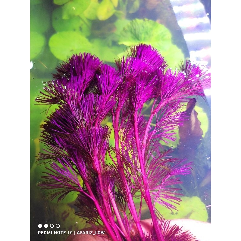 cabomba super red tanaman aquascape