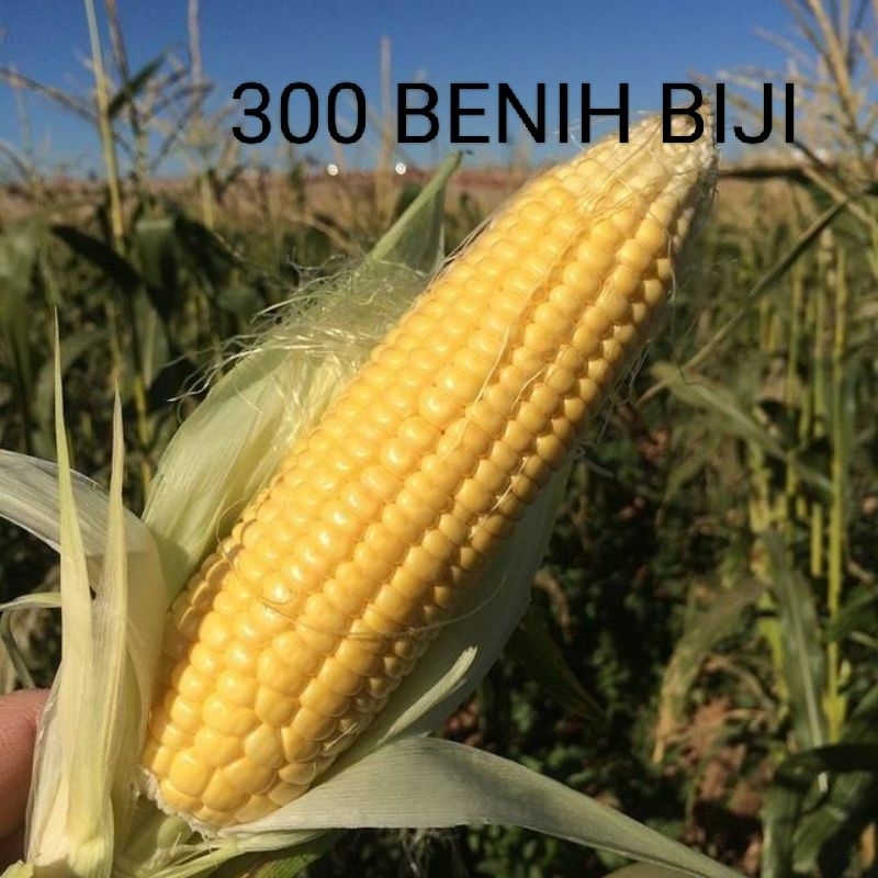 

MURAHHH !! 300 BENIH BIJI JAGUNG MANIS MADU
