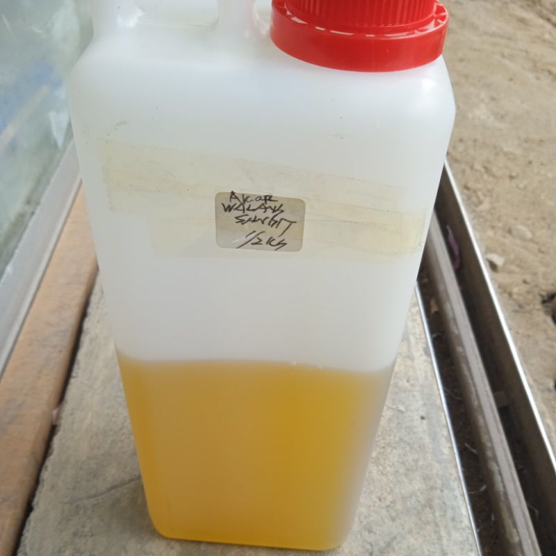 Essen biang akar walang sangit