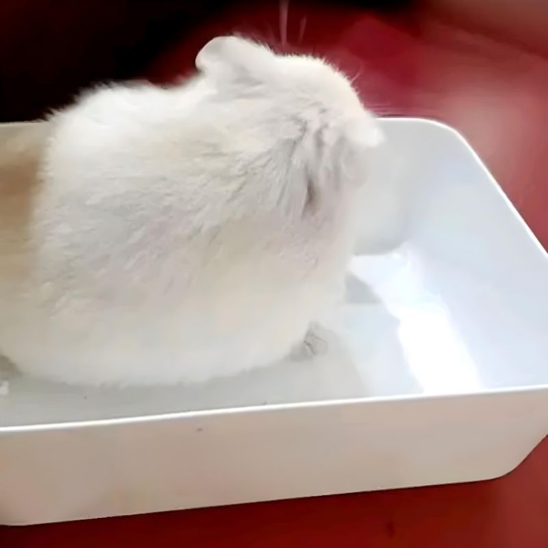 KOTAK PLASTIK MULTIFUNGSI TEMPAT MANDI &amp; MAKANAN HAMSTER