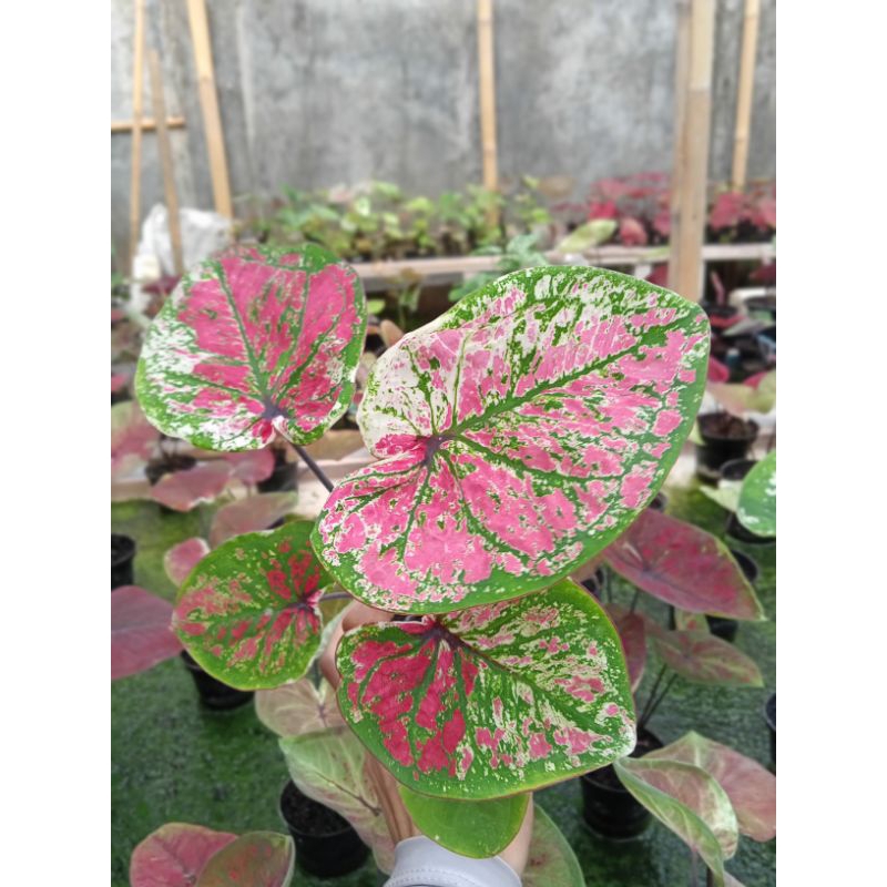 Caladium Hybrid  Indonesia, Caladium Warna Pink