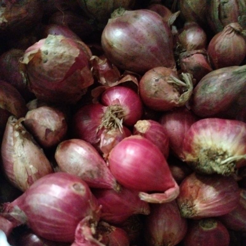 

bawang merah kering
