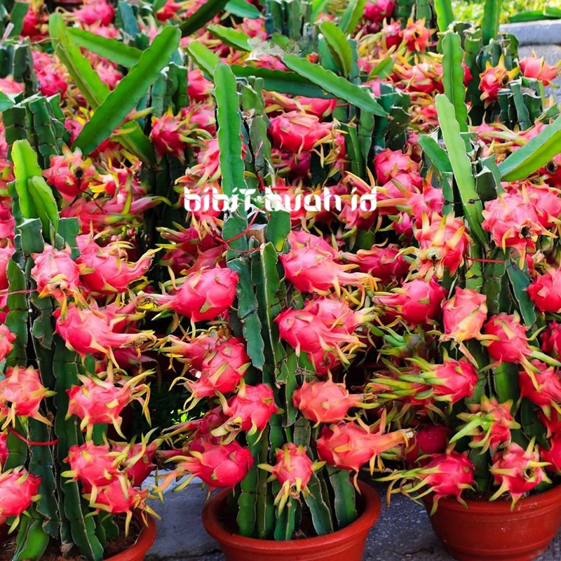 BIBIT BUAH NAGA MERAH JUMBO
