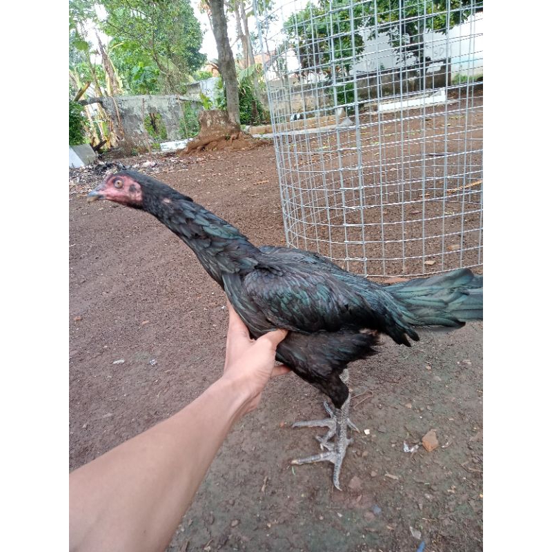 betina ayam laga jenis ganoi 🇨🇳 x pama iq 1x produksi