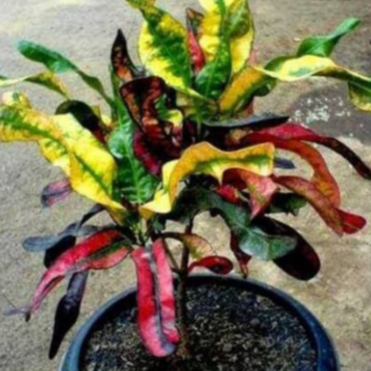 Tanaman Hias Puring Cakwe, Puring model Cakwe