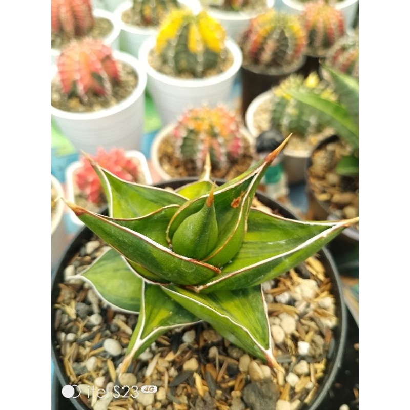 sanseviera powelii varigata