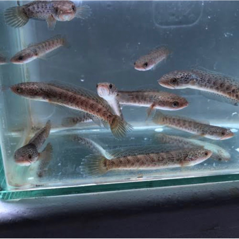 ANAKAN IKAN GABUS RAWA 4-5 CM 100 EKOR FLUS BONUS 10