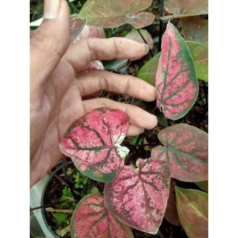 lompong