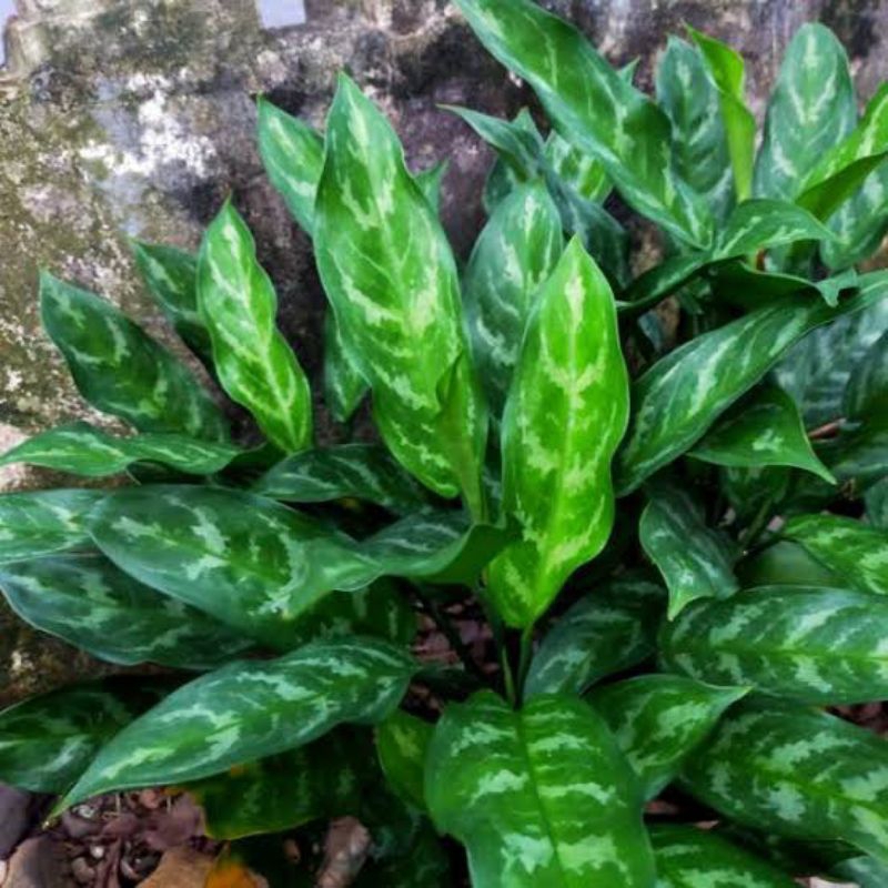 Tanaman Hias Sri Rejeki / Tanaman Agkonema Hoki