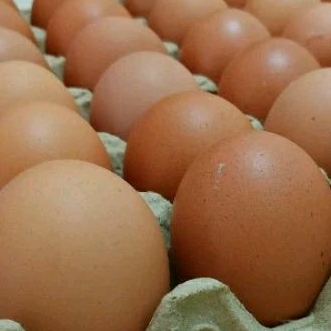 

telur ras/eropa biasa ( size XL) per papan