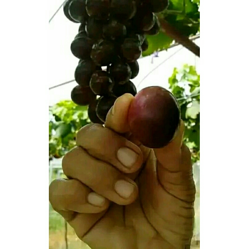 BIBIT ANGGUR IMPORT EARLY ADORA