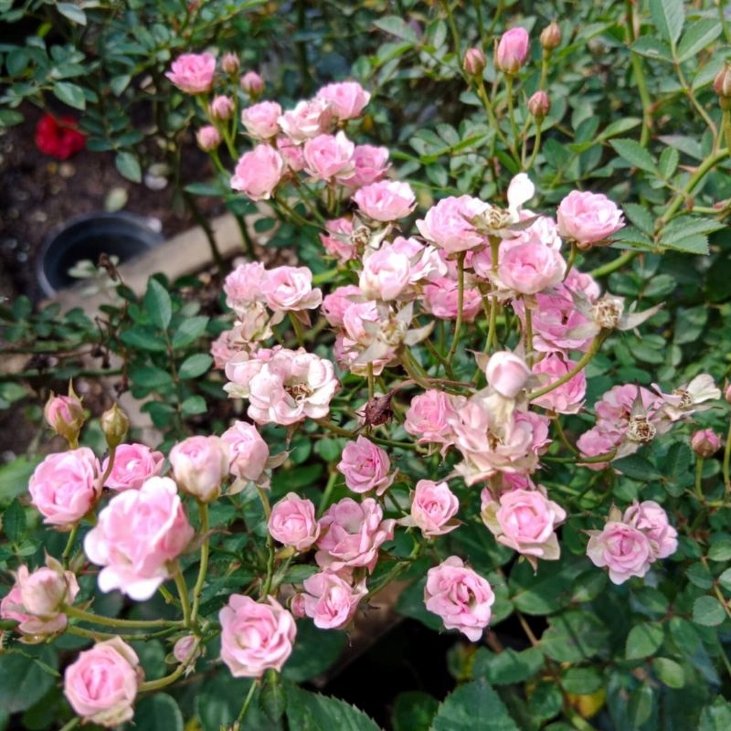 Baby Rose - Mawar Minion